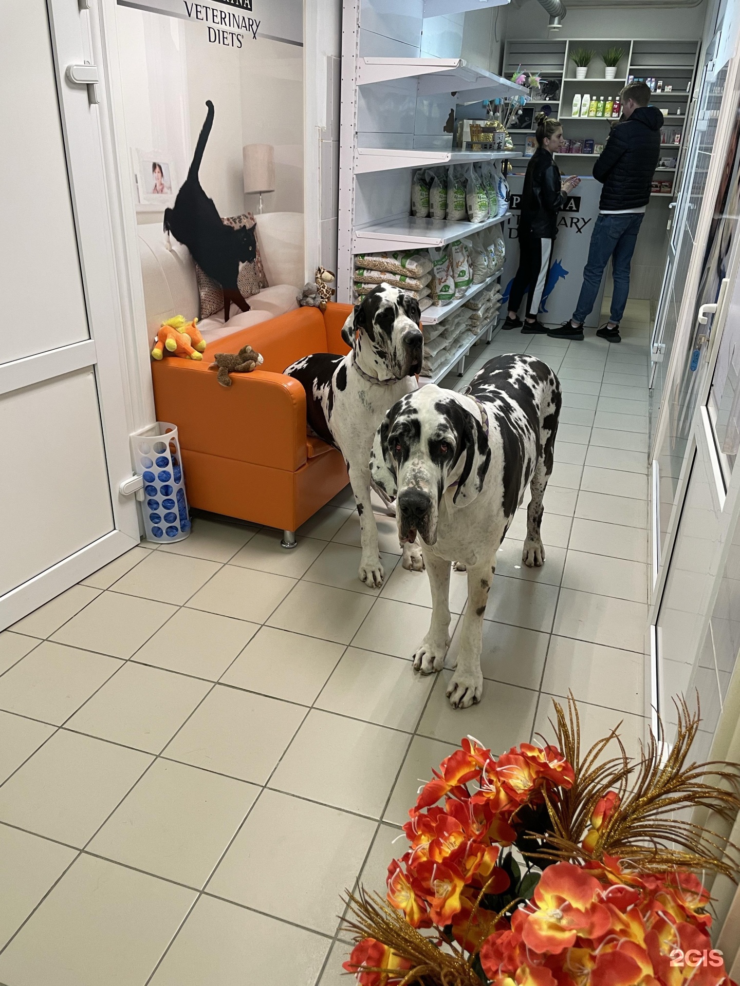 Groom ул калинина 20 фото Groom inn, студия груминга, улица Вильгельма де Геннина, 43, Екатеринбург - 2ГИС