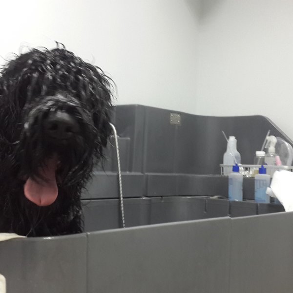 Groom ул калинина 20 фото Фотографии компании Magic groom, студия груминга в Благовещенске на улица Богдан