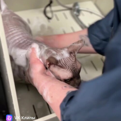 Groom ул калинина 20 фото и видео Фото: Фабрика Груминга, зоосалон, зоопарикмахерская, ул. Краснолесья, 54/2, Екат