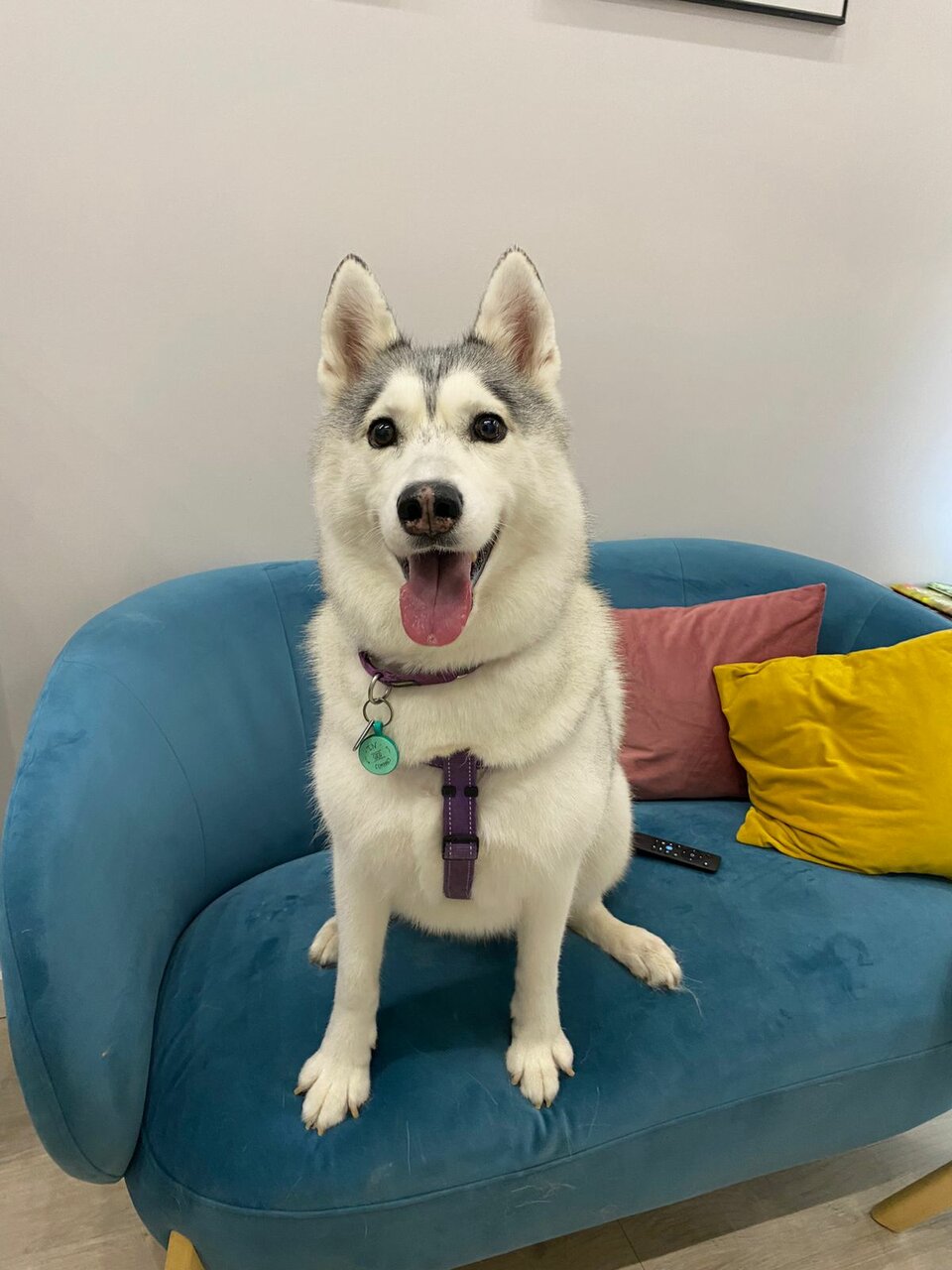 Groom ул максима горького 23а фото Фото: Groom, зоосалон, зоопарикмахерская, ул. Максима Горького, 23А, Нижний Новг