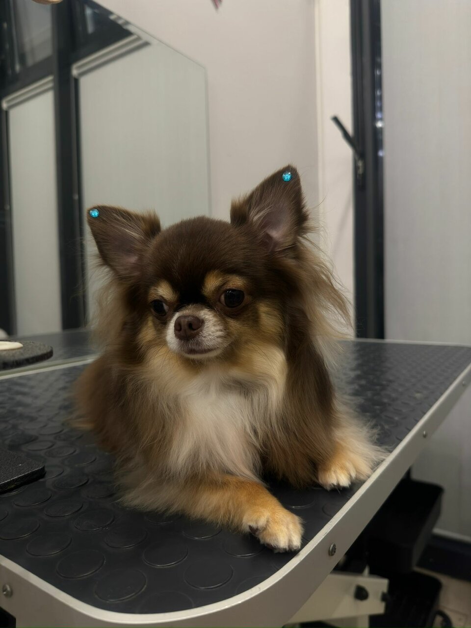 Groom ул максима горького 23а фото Фото: Groom, зоосалон, зоопарикмахерская, ул. Максима Горького, 23А, Нижний Новг