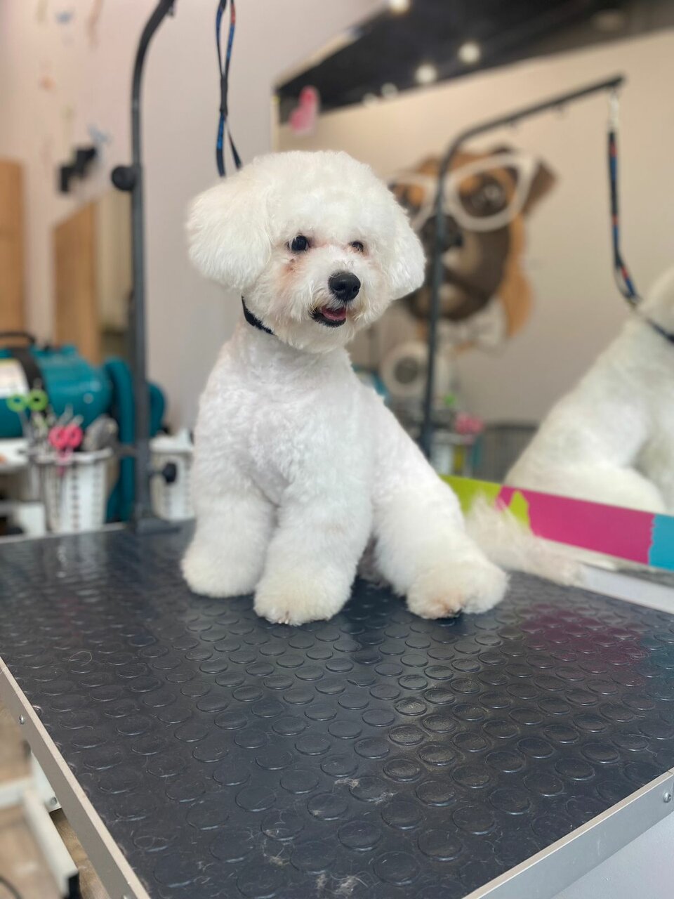 Groom ул максима горького 23а фото Фото: Groom, зоосалон, зоопарикмахерская, ул. Максима Горького, 23А, Нижний Новг