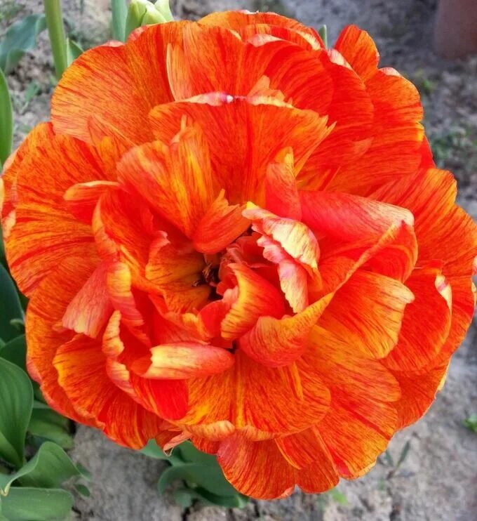 Gudoshnik double тюльпан фото и описание Гудошник Дабл Тюльпаны Махровые поздние (пачками). Декоративноцветущие луковицы,