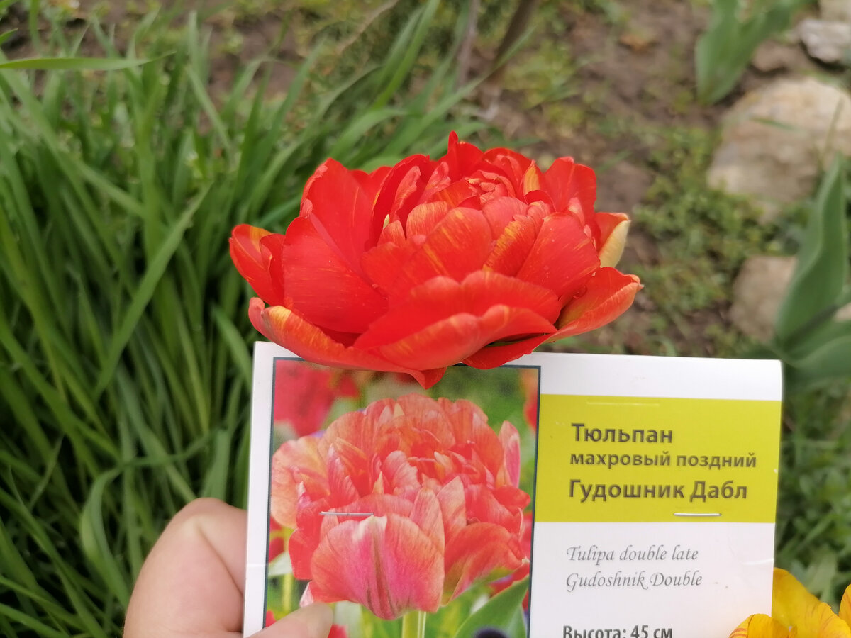 Gudoshnik double тюльпан фото и описание Сорт тюльпана gudoshnik double фото