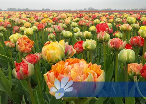 Gudoshnik double тюльпан фото и описание Gudoshnik Double ® - Maveridge Int. BV