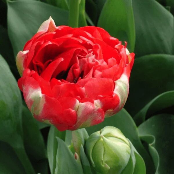 Gudoshnik double тюльпан фото и описание Тюльпан гудошник дабл описание - фото