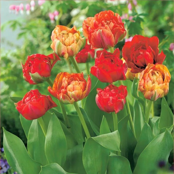 Gudoshnik double тюльпан фото и описание Купить Тюльпан Дабл Гудошник в Москве и РФ. Описание сорта. Пункты самовывоза. П