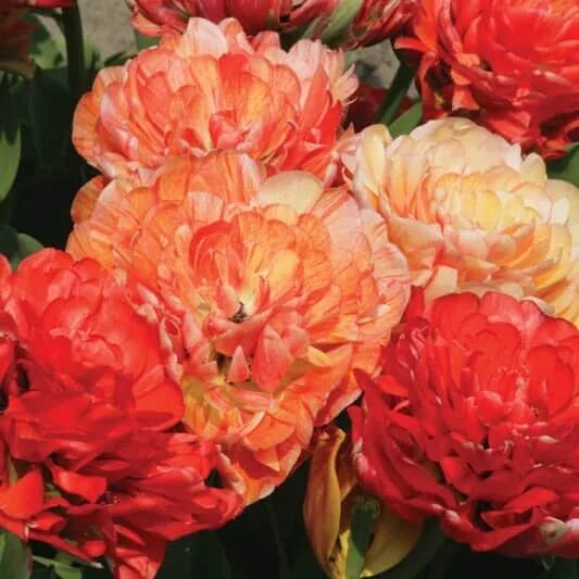 Gudoshnik double тюльпан фото и описание ТЮЛЬПАН (Махровый поздний) - Гудошник Дабл (ЛЮКС) осенние луковичные - описание,