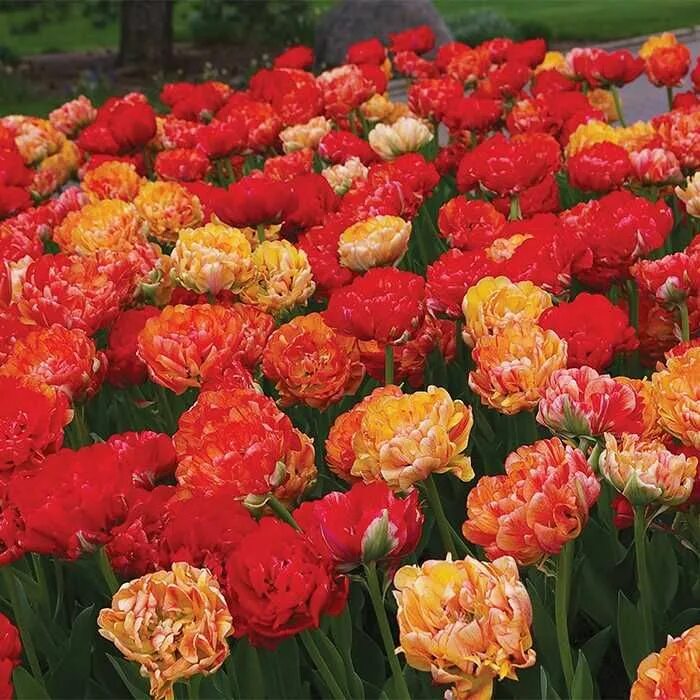 Gudoshnik double тюльпан фото и описание Double Gudoshnik Tulip Spring flowering bulbs, Bulb flowers, Red tulips