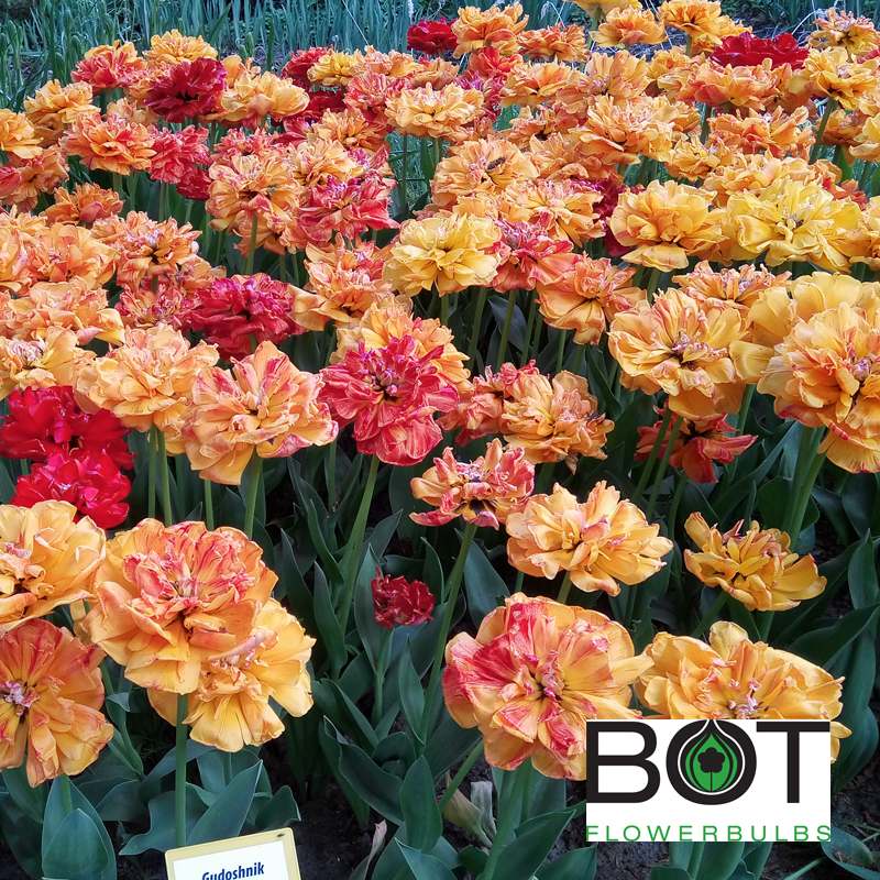 Gudoshnik double тюльпан фото и описание Gudoshnik Double - Bot Flowerbulbs