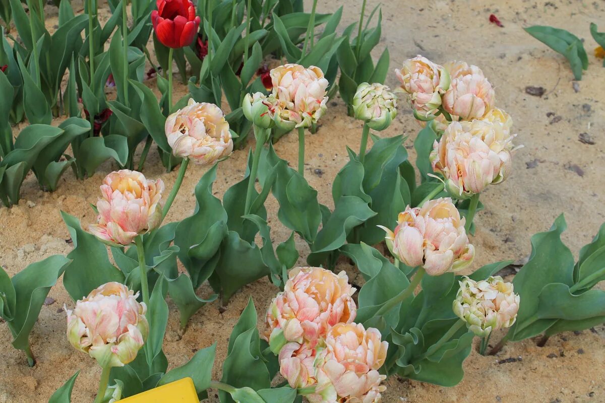 Gudoshnik double тюльпан фото и описание Тюльпан 'Gudoshnik Double' (Дабл Гудосник) BOTSAD.BY