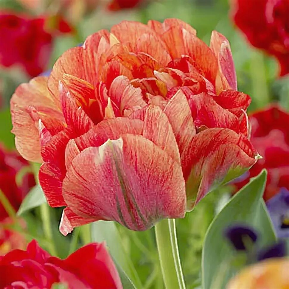 Gudoshnik double тюльпан фото и описание Купить тюльпан гудошник дабл (gudoshnik double), 10 шт по цене 290 руб. в интерн