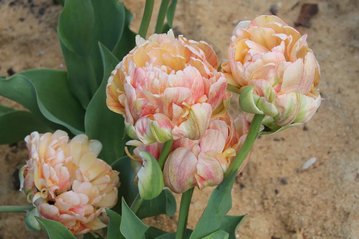 Gudoshnik double тюльпан фото и описание Сорт тюльпана gudoshnik double фото