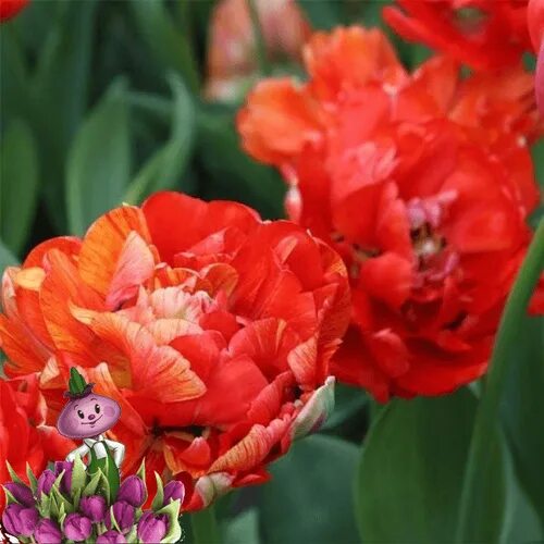 Gudoshnik double тюльпан фото и описание Отзывы на Тюльпан GUDOSHNIK DOUBLE (5 луковиц) от покупателей OZON