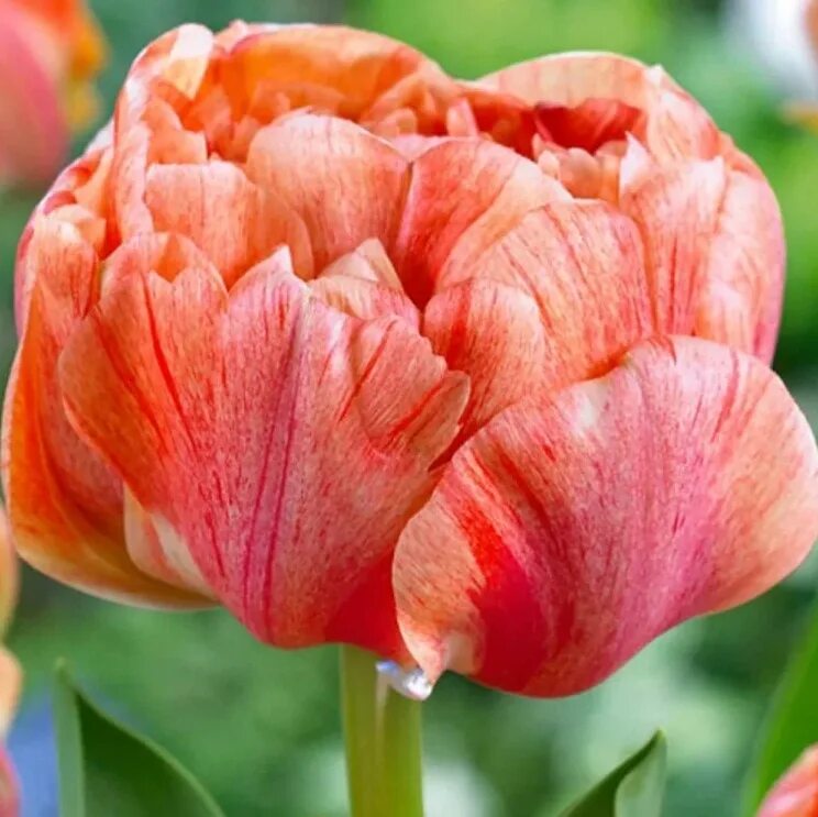 Gudoshnik double тюльпан фото и описание Тюльпан махровый поздний Гудошник Дабл - 2 шт.