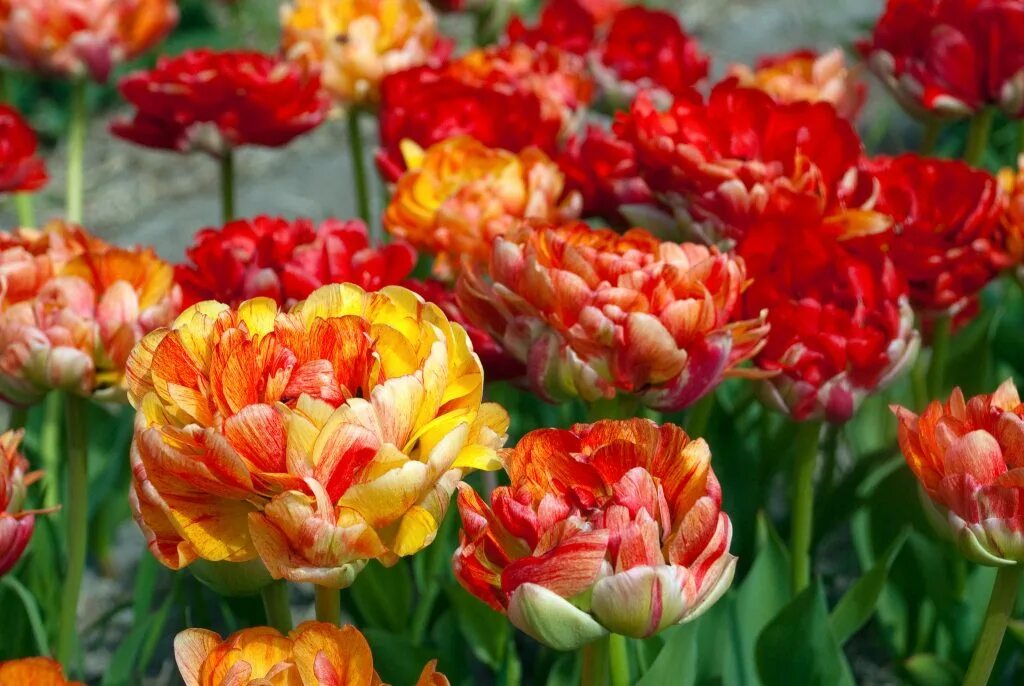 Gudoshnik double тюльпан фото и описание Tulip Bulbs Item 1254 Moris Gudanov For Sale - Colorblends ®
