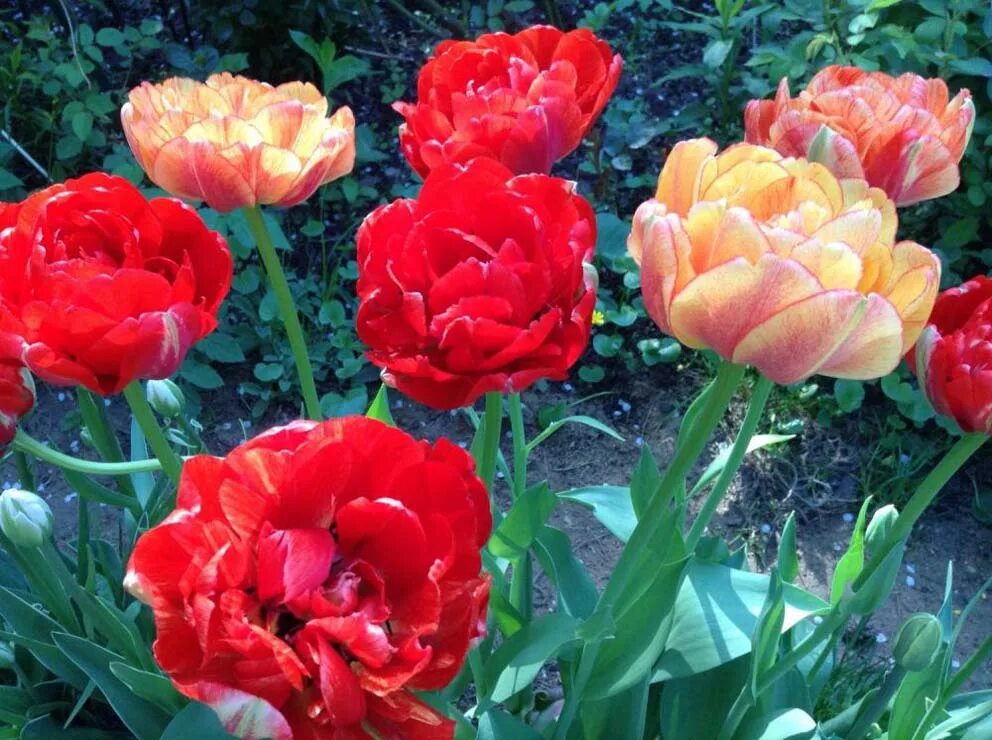 Gudoshnik double тюльпан фото и описание Тюльпаны и нарциссы 2014 - Страница 2 - Форум