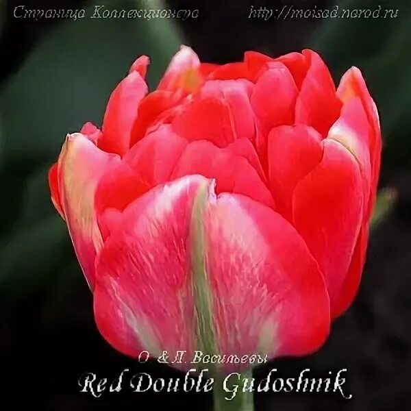 Gudoshnik double тюльпан фото и описание тюльпан Red Double Gudoshnik фото купить - Каталог 2013