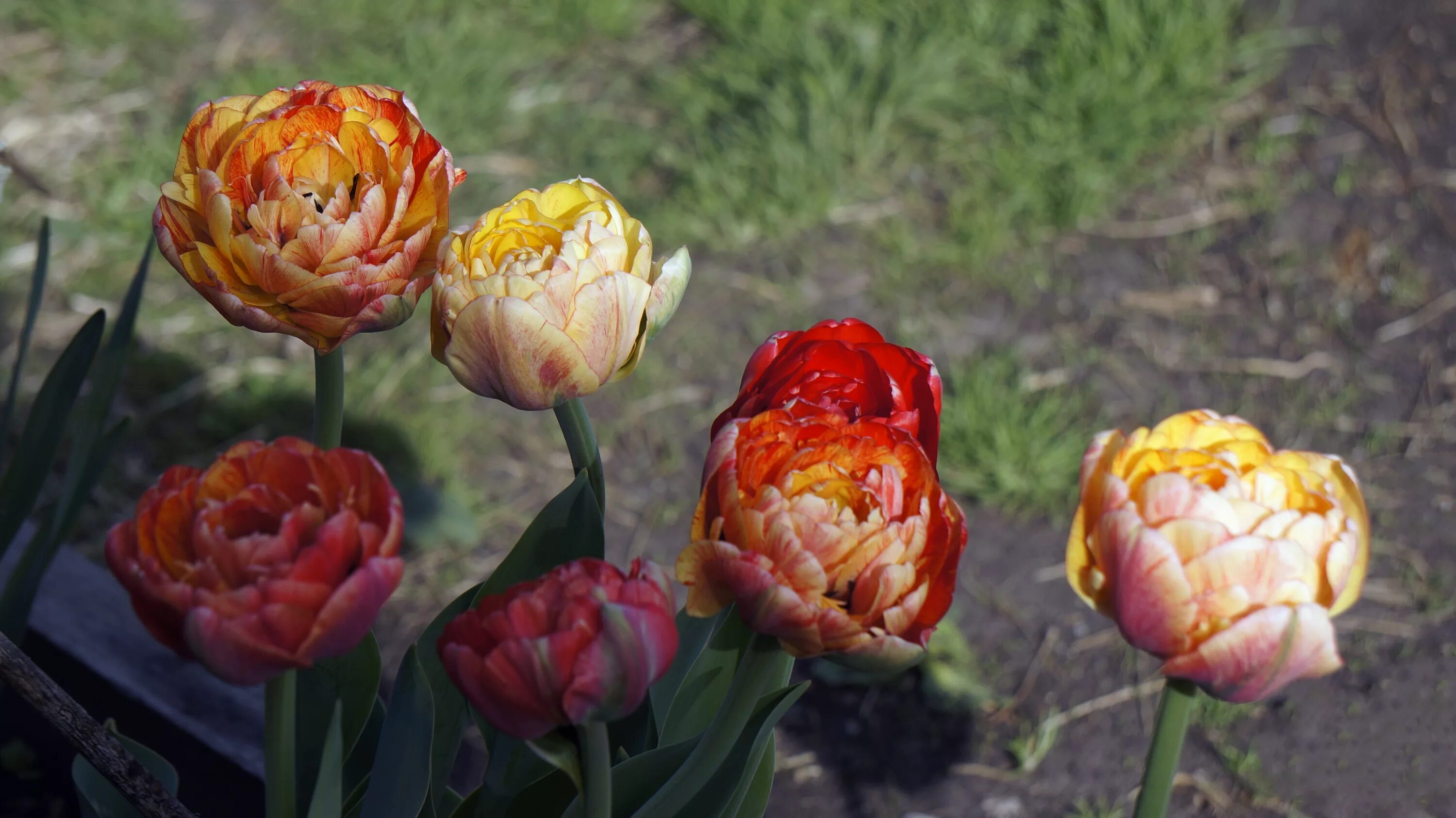 Gudoshnik double тюльпан фото и описание Тюльпан гудошник дабл (78 фото)