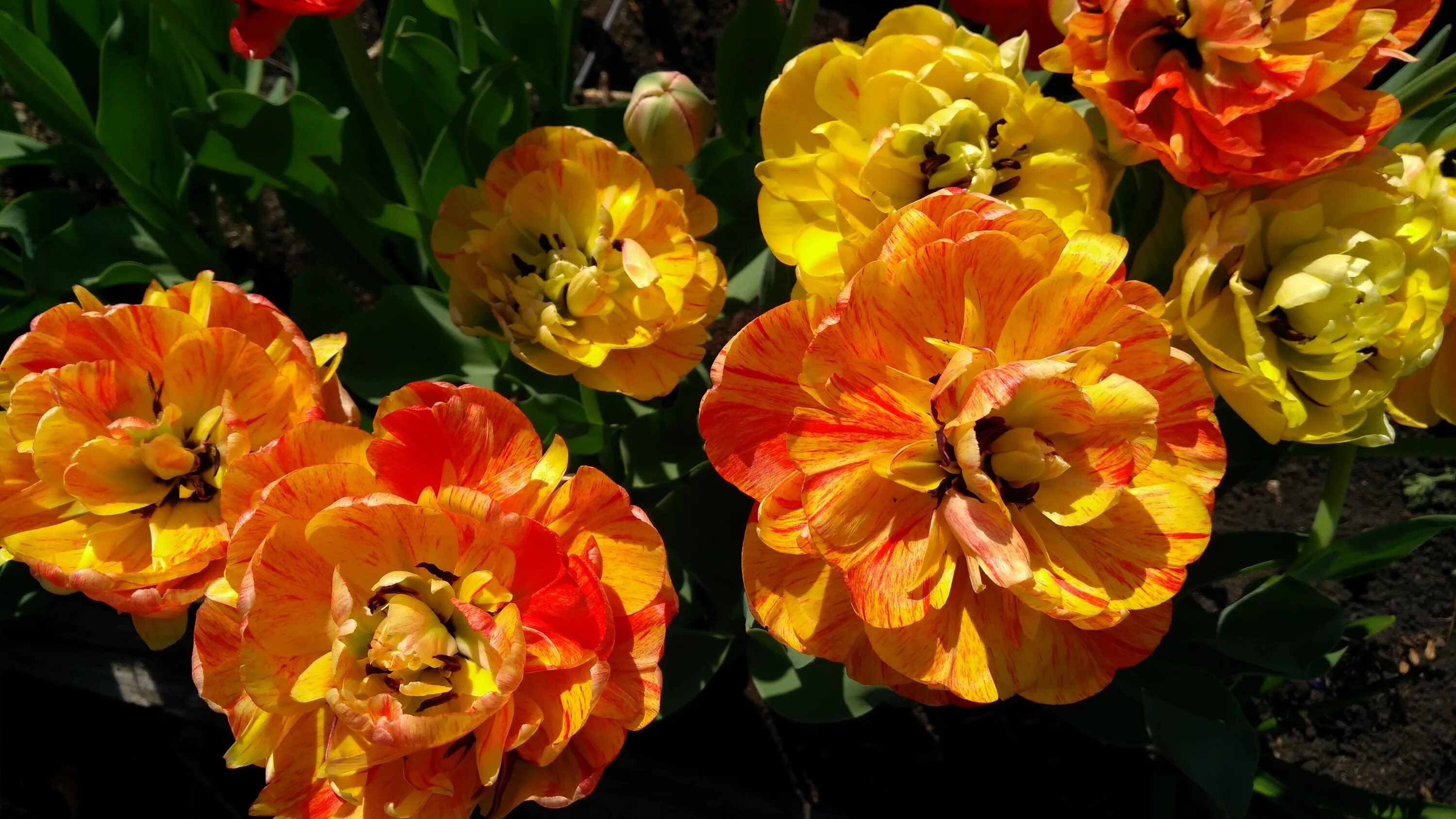 Gudoshnik double тюльпан фото и описание Тюльпан гудошник дабл описание - фото