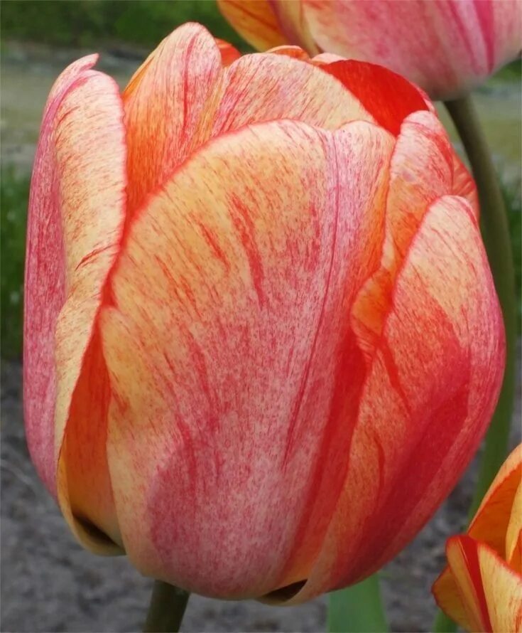 Gudoshnik double тюльпан фото и описание Pin en Tulip flowers Tulipanes