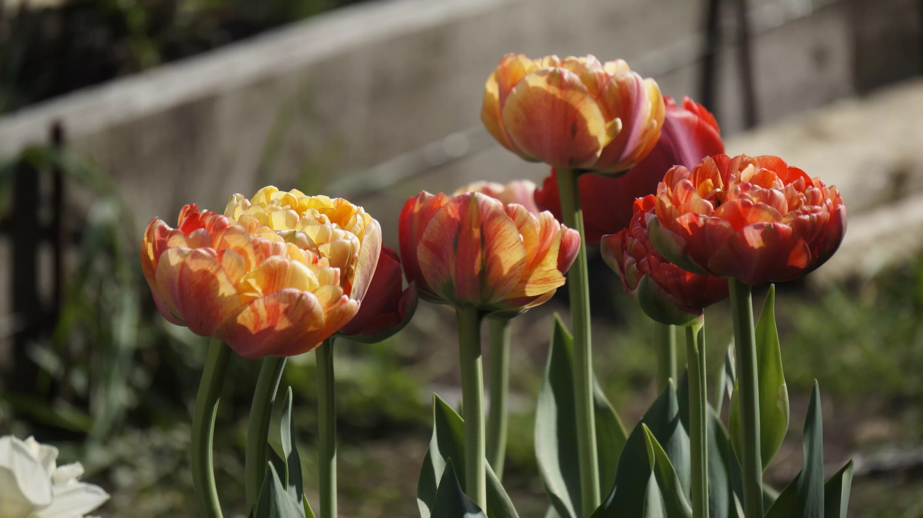 Gudoshnik double тюльпан фото и описание Тюльпан гудошник дабл Foto-Leto.ru