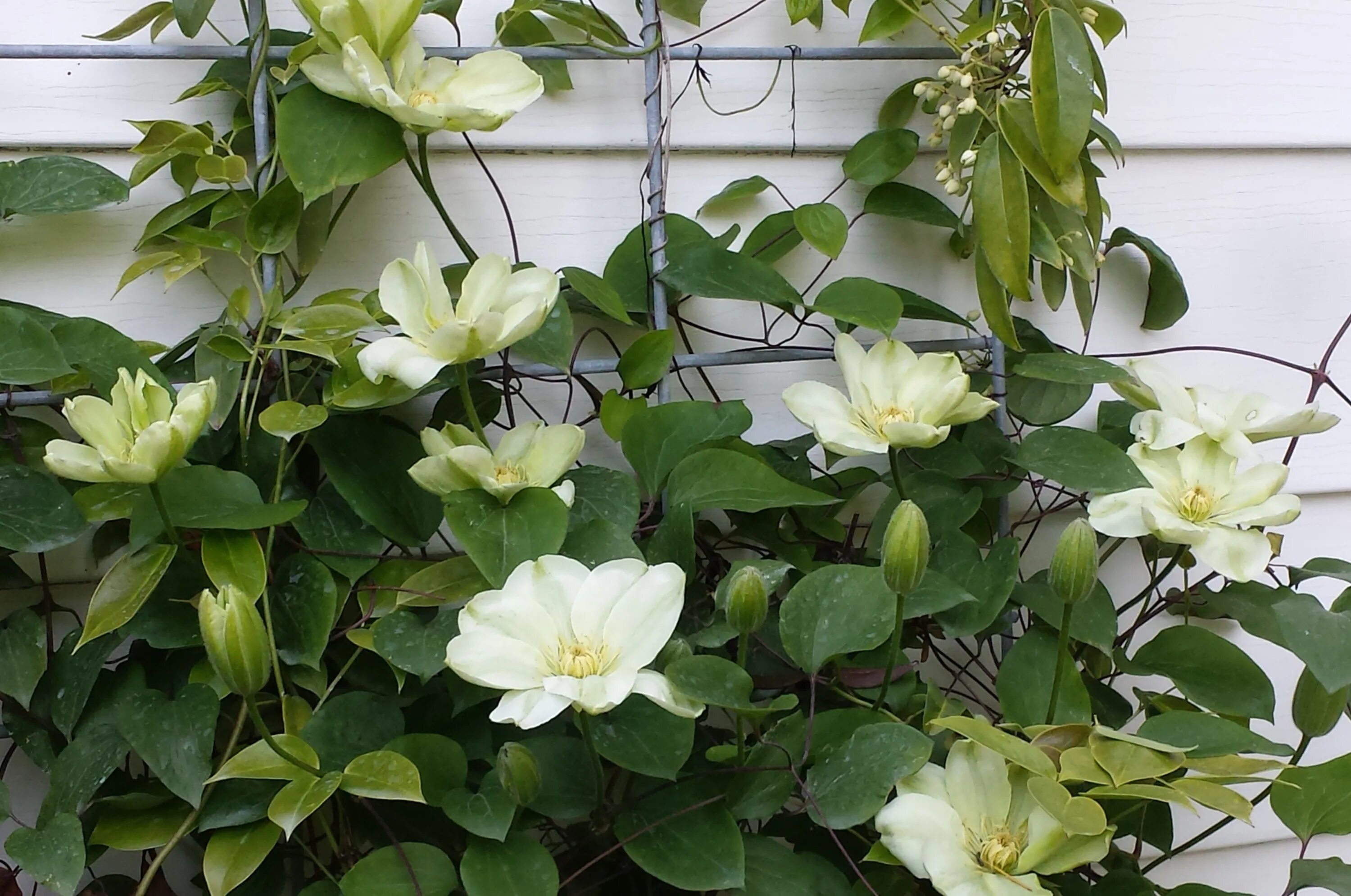 Guernsey cream клематис описание и фото Guernsey cream клематис Da-Elektrika.ru