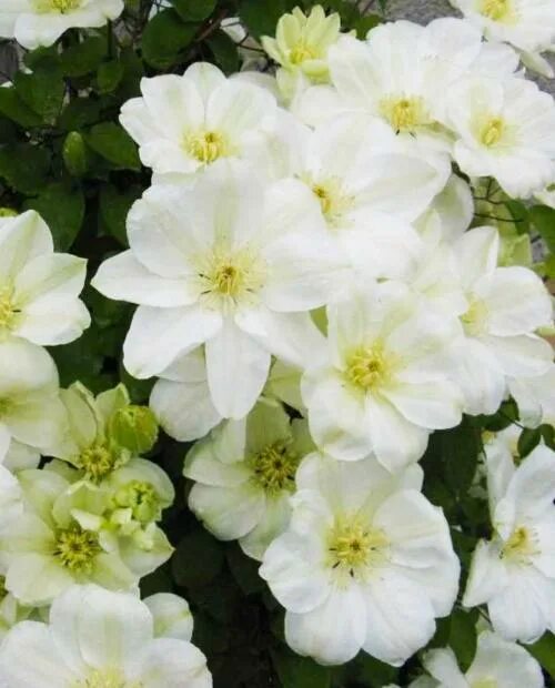 Guernsey cream клематис описание и фото Клематис крупноцветковый Гуэрнси Крим - купить в интернет-магазине Агро-Маркет24