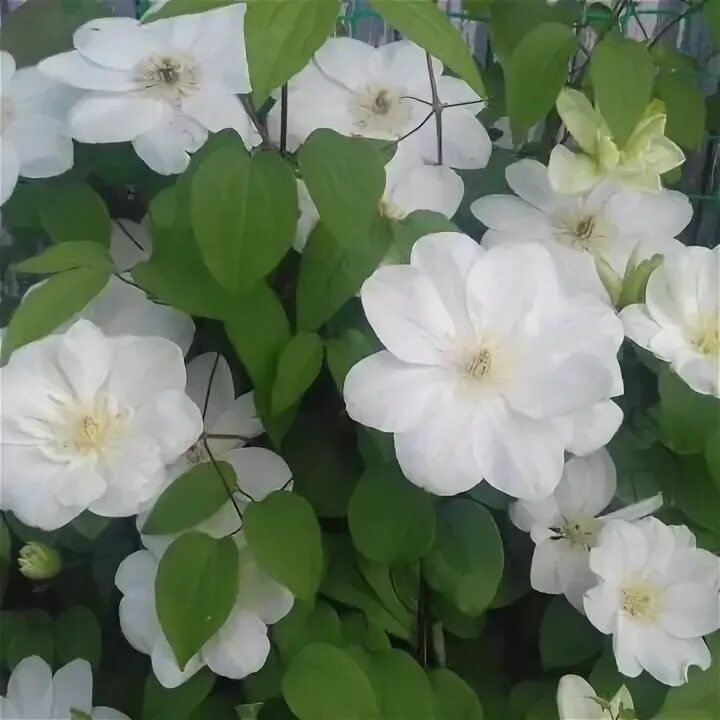 Guernsey cream клематис описание и фото Орхидея Red Lips - купить в Москве, цена 500 руб., дата размещения: 13.01.2022 -