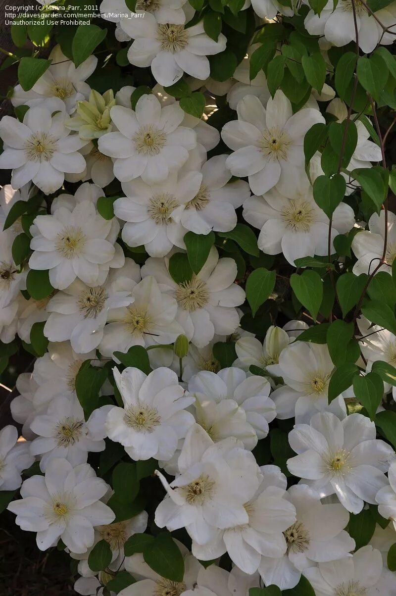 Guernsey cream клематис описание и фото Guernsey Cream Clematis Cottage garden plants, Clematis, Rock garden plants