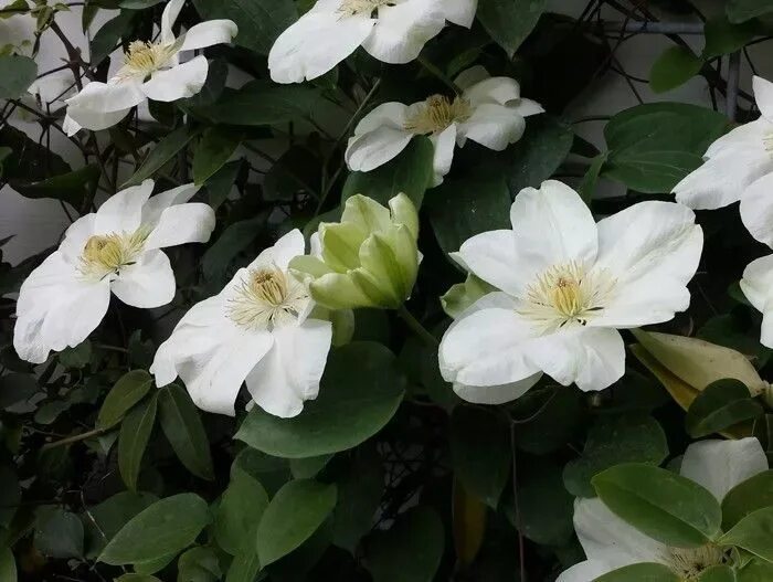 Guernsey cream клематис описание и фото Клематис гибридный "Guernsey Cream" (Гернси Крим): купить саженцы в Москве - Ром