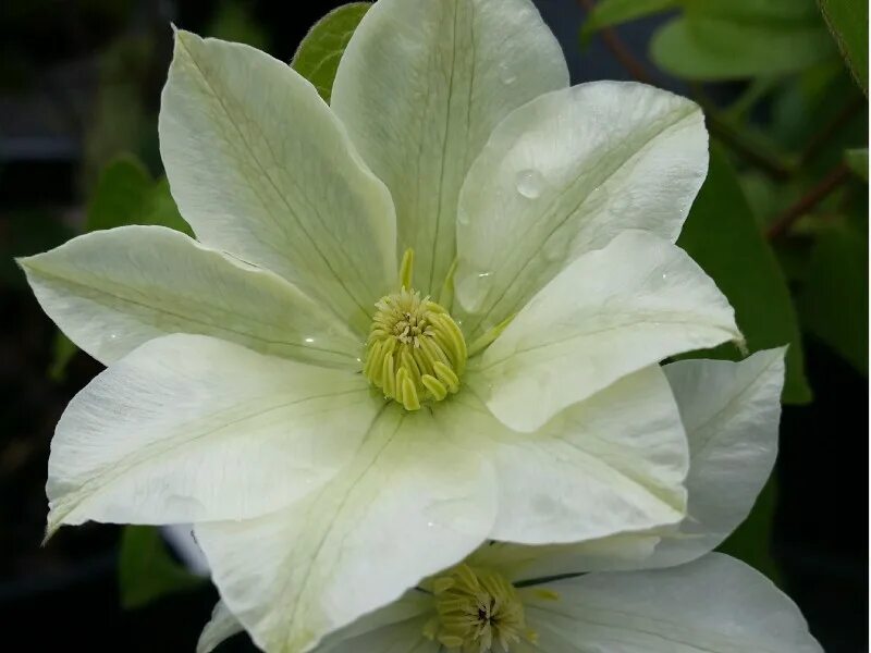 Guernsey cream клематис описание и фото CLEMATIS POWOJNIK GUERNSEY CREAM KRZEWY I SADZONKI