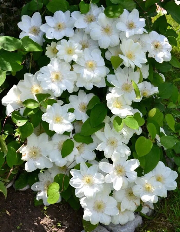 Guernsey cream клематис описание и фото Купить клематис Джернси Крим 1 шт (горшок), Декоративные, Клематис - арт: 8964 н