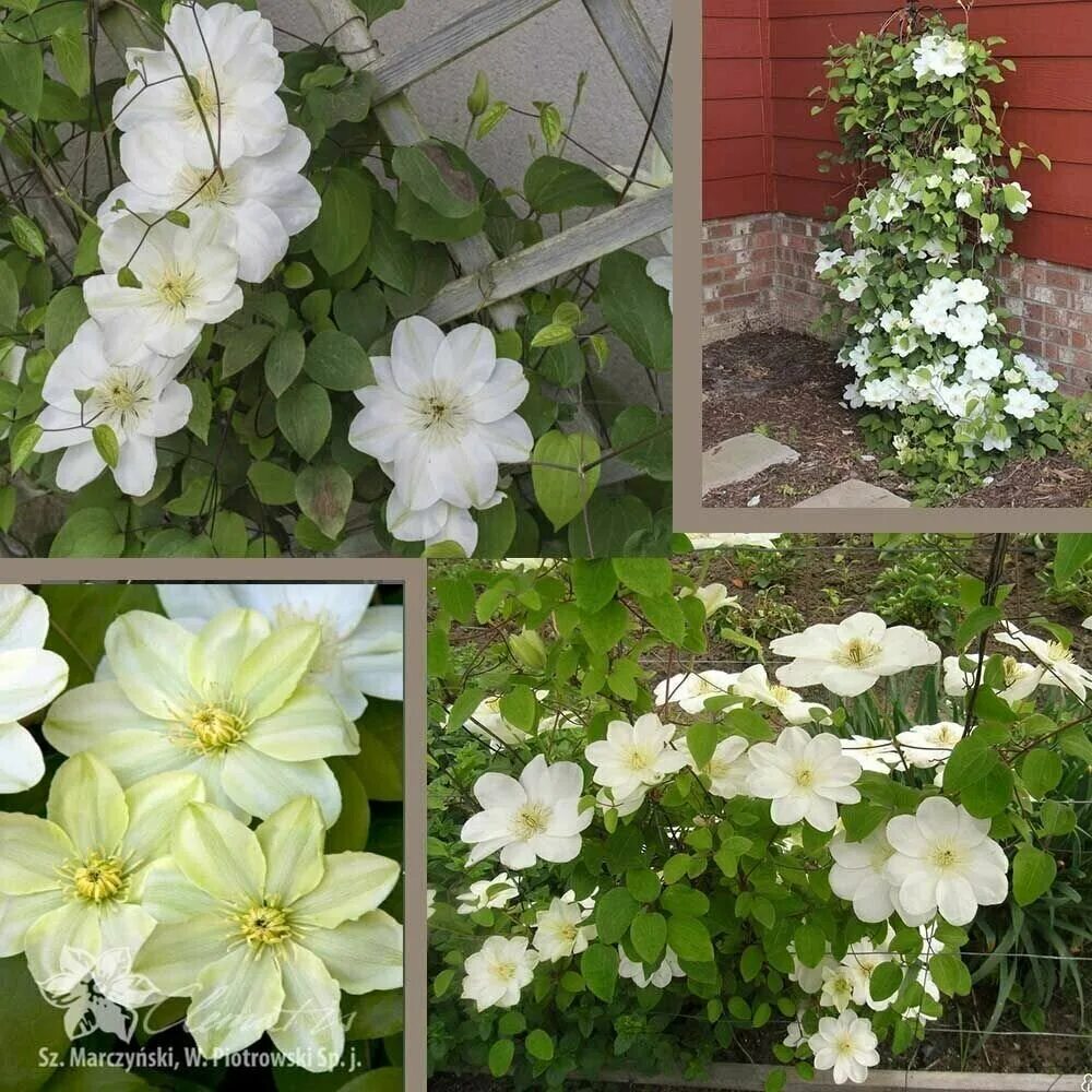 Guernsey cream клематис описание и фото Клематис Гуэрнси Крем ЗКС (контейнер 0,5л)/Саженцы/рассада - купить в интернет-м