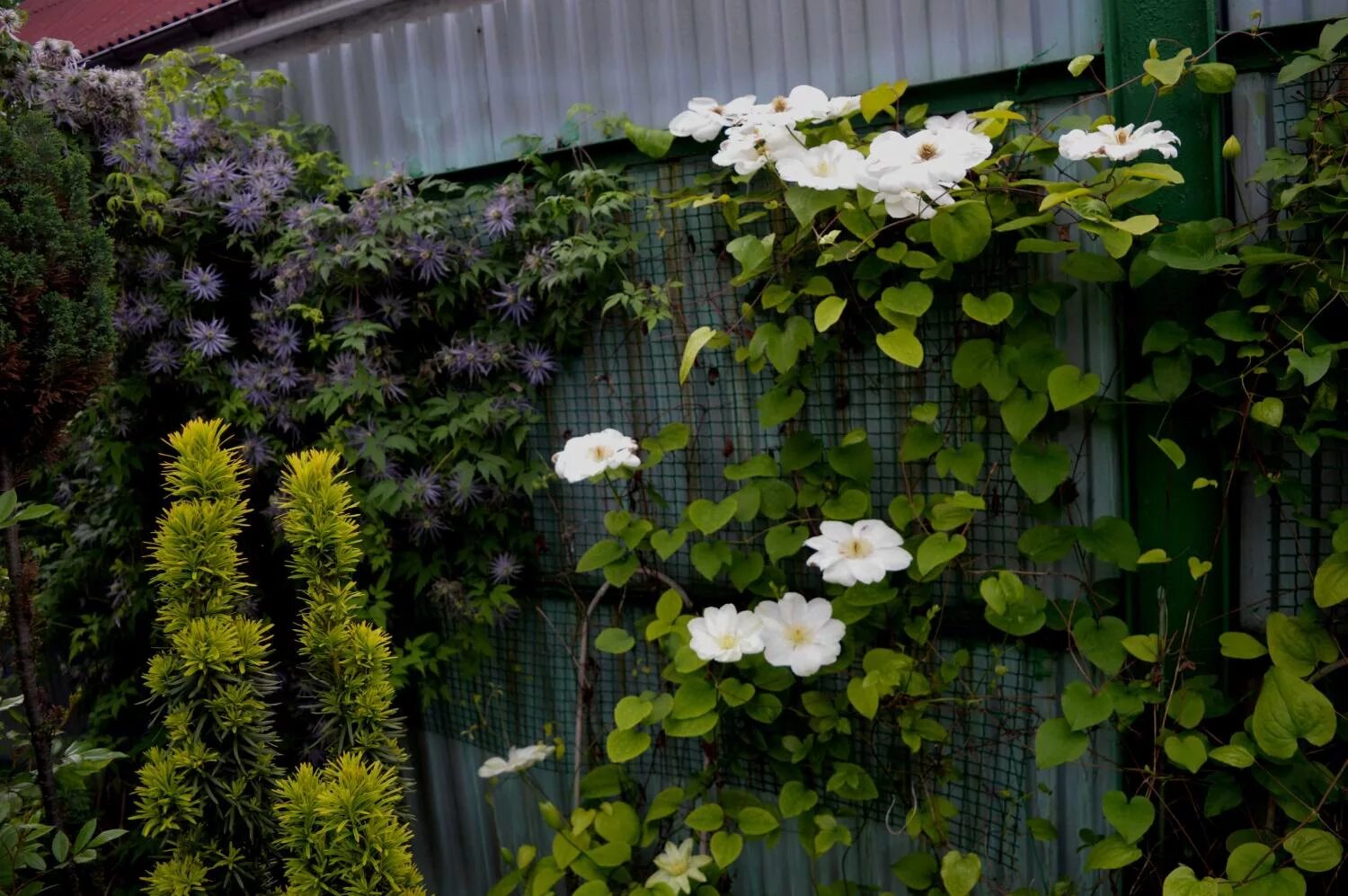 Guernsey cream клематис описание и фото Крим клематис AnikStroy.ru