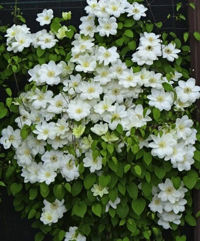 Guernsey cream клематис описание и фото Клематис Mary-Claire Здесь все клематисы. Декоративноцветущие луковицы, рассада 