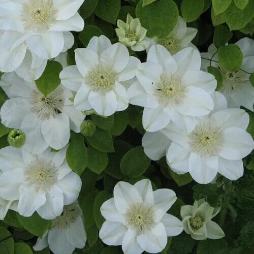 Guernsey cream клематис описание и фото Поиск / Клематис крупноцветковый Дженси Крим (С2) белый Клематисы - САЖЕНЦЫ!. Де