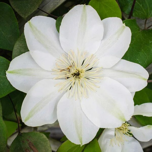 Guernsey cream клематис описание и фото Семена клематис дженси крим крупноцветковый в Новосибирске