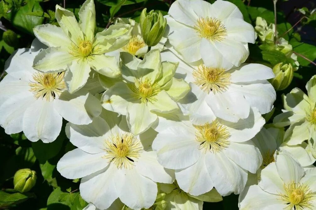 Guernsey cream клематис описание и фото Клематис Джернси Крим, ЗКС 5 литров