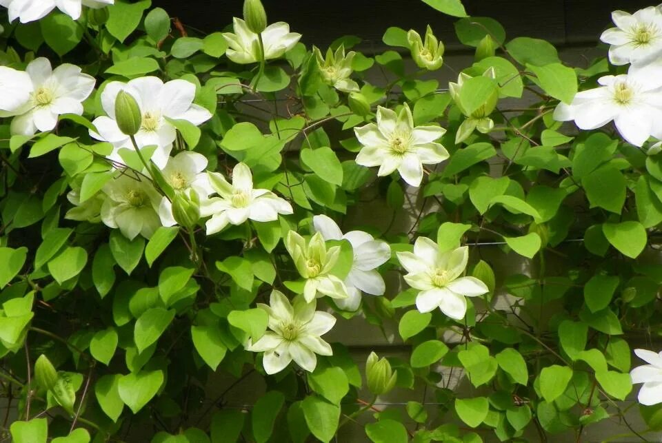 Guernsey cream клематис описание и фото Clematis Guernsey Cream Brilliant Climber The Plant Store NZ