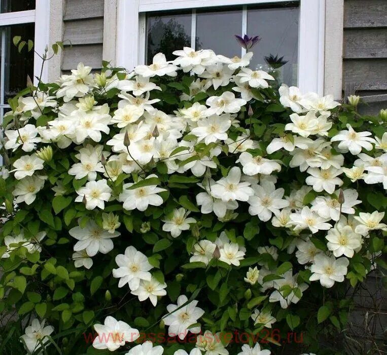 Guernsey cream клематис описание и фото Купить Клематис Guernsey Cream 84 с доставкой по всей России