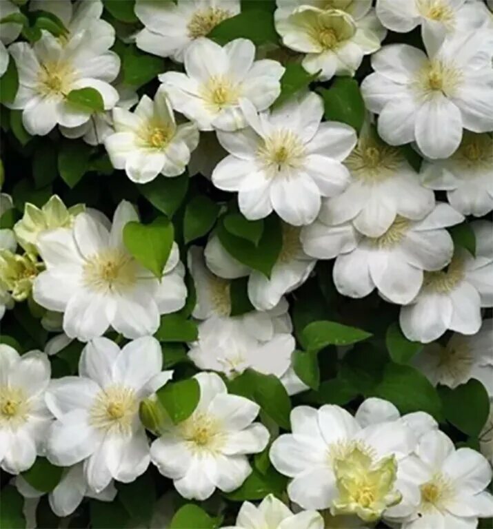 Guernsey cream клематис описание и фото Можно ли посадить клематис поздней осенью при нулевой температуре. Цветущий сад 