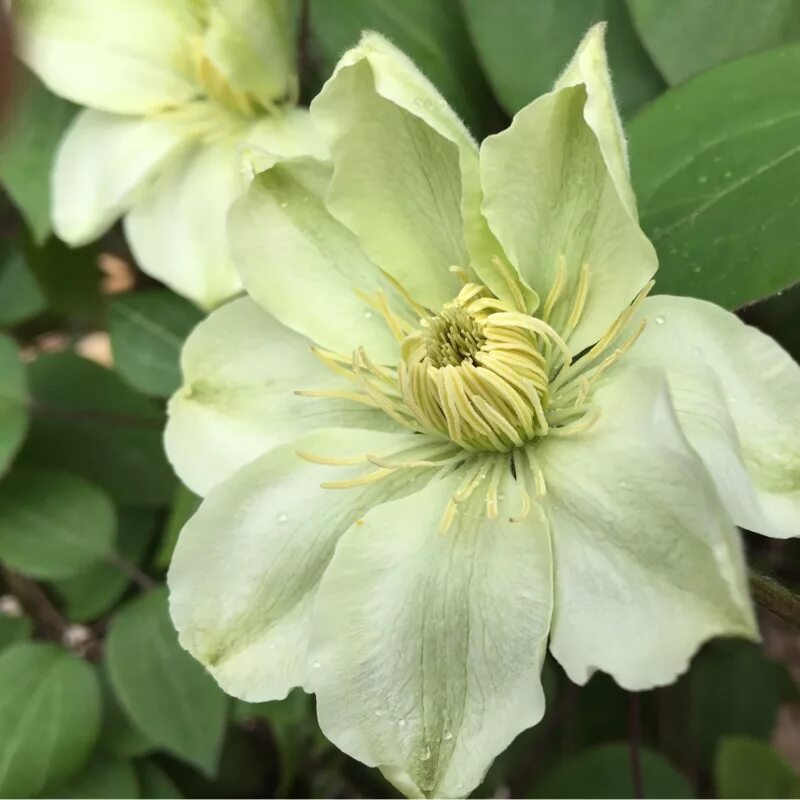 Guernsey cream клематис описание и фото Клематис джернси крим