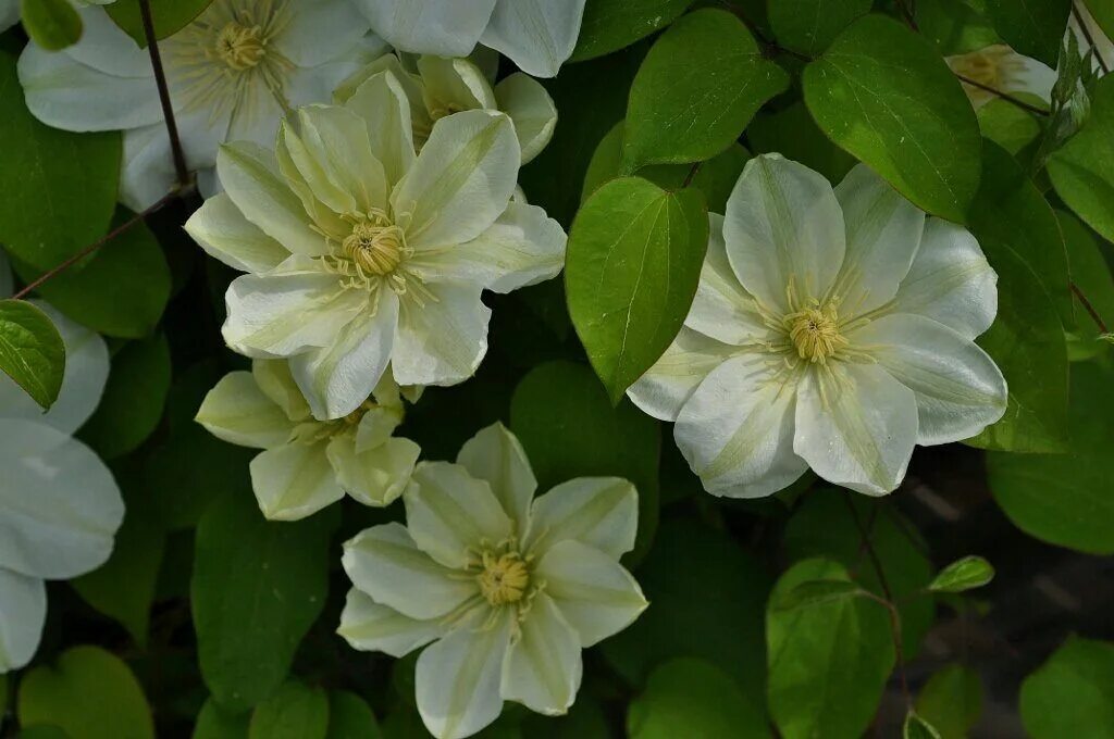 Guernsey cream клематис описание и фото Саженцы клематис Джернси Крим Colorline KL321 1 шт. - характеристики на Мегамарк