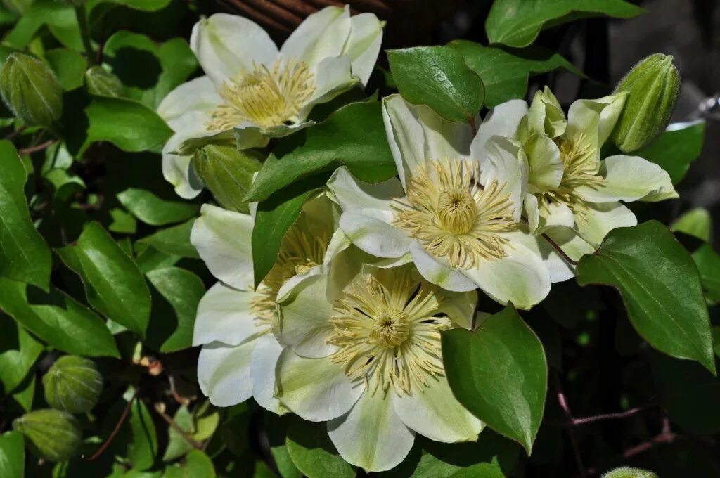 Guernsey cream клематис описание и фото Клематис Джернси Крим - Оранжерея Каменска-Уральского : Оранжерея Каменска-Ураль