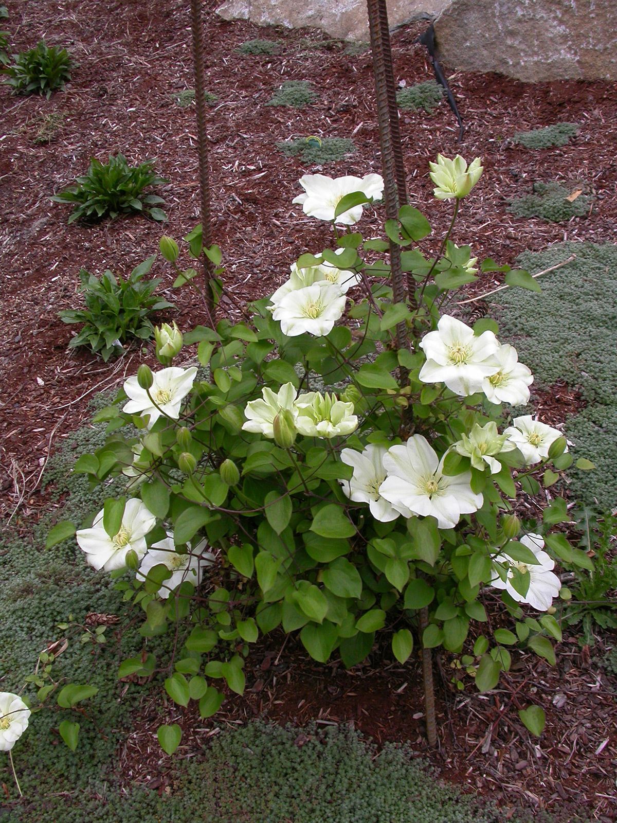 Guernsey cream клематис описание и фото Guernsey Cream Clematis Clematis, Clematis plants, Trees to plant