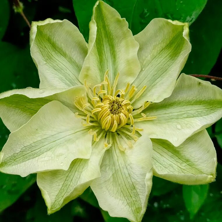 Guernsey cream клематис описание и фото Клематис Гуэрнси Крим (Guernsey Cream) купить с доставкой по выгодной цене