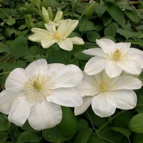 Guernsey cream клематис описание и фото Clematis (Клематис) Guernsey Cream P9. Остаток шт 1