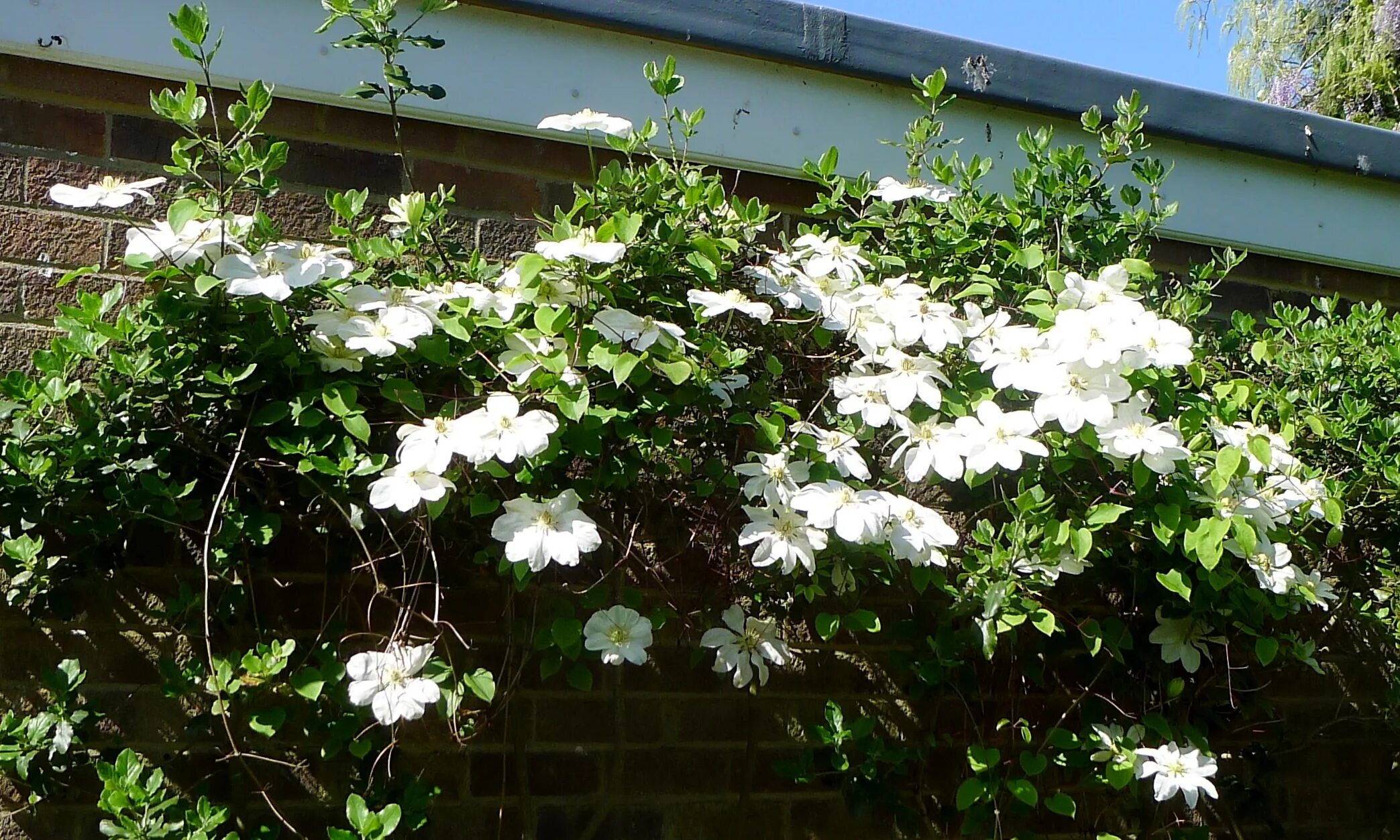 Guernsey cream клематис описание и фото Guernsey cream клематис - Строй Групп