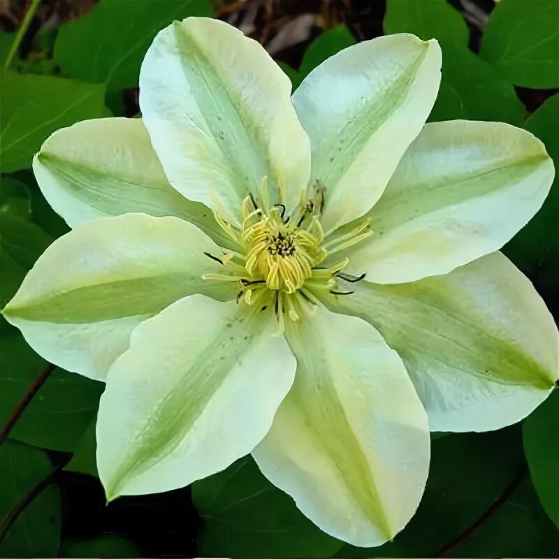 Guernsey cream клематис описание и фото Клематис Дженси Крим (крупноцветковый) купить в интернет-магазине Садовый Катало